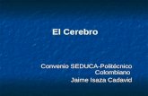 El Cerebro Convenio SEDUCA-Politécnico Colombiano Jaime Isaza Cadavid.