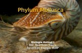 Phylum Mollusca Biología Animal I Biól. Raúl Rojas García Escuela de Biología, BUAP.