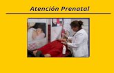 Atención Prenatal. Definición Es la vigilancia y evaluación integral de la gestante y el feto que realiza el profesional de salud para lograr el nacimiento.