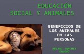 EDUCACIÓN SOCIAL Y ANIMALES EDUCACIÓN SOCIAL Y ANIMALES BENEFICIOS DE LOS ANIMALES EN LAS PERSONAS MÉLANI SANCHIS GRUESO.
