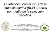 La infección con el virus de la leucosis bovina (BLV). Control por medio de la selección genética Dr. Eduardo N. Esteban Prof. de Virología FCV-UNCPBA.