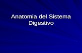 Anatomia del Sistema Digestivo Esquema del Sistema Digestivo Funciones del Sistema Digestivo –Prepara los alimentos para su absorción y utilización por.