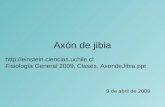 Axón de jibia 9 de abril de 2009  Fisiología General 2009, Clases, AxondeJibia.ppt.
