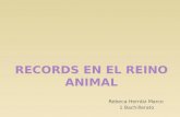 Rebeca Herráiz Marco 1 Bachillerato.  Reino Animal  Records en los animales  Los animales más peligrosos  Bibliografía.