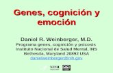 Genes, cognición y emoción Daniel R. Weinberger, M.D. Programa genes, cognición y psicosis Instituto Nacional de Salud Mental, INS Bethesda, Maryland 20892.