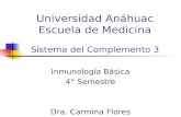 Universidad Anáhuac Escuela de Medicina Sistema del Complemento 3 Inmunología Básica 4° Semestre Dra. Carmina Flores Domínguez.