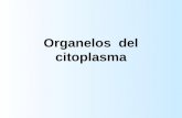 Organelos del citoplasma. COMPOSICIÓN DE LA CELULA CITOPLASMA : se encuentran variedad de sustancias y estructuras llamadas organelos como por ej. las.
