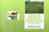 ASOCIACION NACIONAL DE PRODUCTORES PROCESADORES Y COMERCIALIZADORES DE YUCA BOGOTA, 26 Y 27 DE SEPTIEMBRE DE 2011.