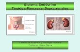 Sistema Endócrino Tiroides-Páncreas- Suprarrenales Càtedra de Anatomía y Fisiología Humana Profesora Liliana Sierra 2011.