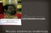 Coccidioidomicosis.   Micosis sistémica hongos dimórficos Coccidioides.  Fue descripto por primera vez por Posadas y Wernicke en Argentina en 1892.
