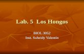 Lab. 5 Los Hongos BIOL 3052 Inst. Suheidy Valentín.