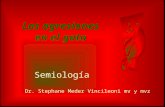 Las agresiones en el gato Semiología Dr. Stephane Meder Vincileoni mv y mvz.