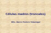 Células madres (troncales) MSc. Marco Portero Velasteguí.