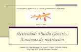 Actividad: Huella Genética Enzimas de restricción Alianza para el Aprendizaje de Ciencias y Matemáticas (AlACiMa) Junio 4, 2007 Original: Dr. Noel Motta.