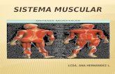 SISTEMA MUSCULAR. El sistema muscular esta compuesto por dos importantes estructuras: Los músculos y tendones. La especie humana posee mas de seiscientos.