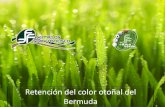 Retención del color otoñal del Bermuda.  Retención del color otoñal del Bermuda  Factores como la localización y el clima tienen un impacto en el color.