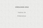Teórico 16 Enterovirus VIROLOGÍA 2012. Relaciones filogenéticas entre cepas prototipo del género enterovirus, basadas en la región codificante de P1.