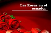 Las Rosas en el ecuador. rosas rojas aunque la crisis ha golpeado la economía de los mayores mercados consumidores de flores, las rosas que ofrece Ecuador.