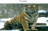 TIGRE. DONDE SE ENCUENTRA El tigre es una de las cuatro especies de la subfamilia de los pan terrinos (familia Felidae) pertenecientes al género Panthera.