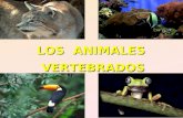 LOS ANIMALES VERTEBRADOS. OBJETIVOS Observar, describir y clasificar los vertebrados en mamíferos, aves, reptiles, anfibios y peces, a partir de características.
