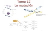 1Tema 11: La mutación. 2 Deberán quedar bien claros los siguientes puntos Mutación en el DNA  Mutación vs daño genético  Espontánea vs inducida  Somática.