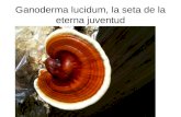 Ganoderma lucidum, la seta de la eterna juventud.