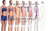Órganos Del Cuerpo Humano. Carolina Gómez Villarreal 10°Salud 3 2014.