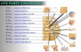 Hay 12 pares de nervios craneales que constituyen los nervios periféricos del encéfalo. Estos nervios abandonan el cráneo a través de fisuras y forámenes.