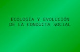 ECOLOGÍA Y EVOLUCIÓN DE LA CONDUCTA SOCIAL. Clasificación de los animales por su sociabilidad Solitarios –Animales que viven de manera aislada y sólo.