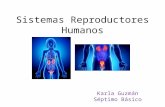 Sistemas Reproductores Humanos Karla Guzmán Séptimo Básico.