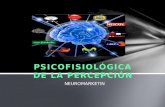 PSICOFISIOLÓGICA DE LA PERCEPCIÓN NEUROMARKETIN. Psicofisiológica La Psicofisiológica estudia la relación entre los procesos biológicos y la conducta,