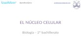 EL NÚCLEO CELULAR Biología – 2º bachillerato profesorjano@gmail.com @profesorjano.