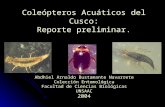 Coleópteros Acuáticos del Cusco: Reporte preliminar. Abdhiel Arnaldo Bustamante Navarrete Colección Entomológica Facultad de Ciencias Biológicas UNSAAC.