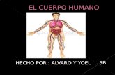 HECHO POR : ALVARO Y YOEL 5B. El cuerpo humano posee unos cincuenta billones de células. Éstas se agrupan en tejidos, los cuales se organizan en órganos,