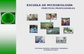 ESCUELA DE MICROBIOLOGÍA PRÁCTICAS PROFESIONALES VICTORIA EUGENIA GONZÁLEZ CARDENAS OCTUBRE DE 2007.