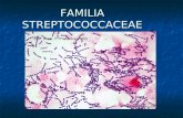 FAMILIA STREPTOCOCCACEAE. Bacterias similares a los Streptococcus Leuconostoc Leuconostoc Pediococcus Pediococcus Alloiococccus Alloiococccus Vagococcus.