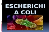 ECHERICHIA COLI  Es un organismo procarionte.  Es una bacteria que se encuentra generalmente en los intestinos y por ende en las aguas negras.  Son.
