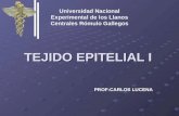 TEJIDO EPITELIAL I Universidad Nacional Experimental de los Llanos Centrales Rómulo Gallegos PROF:CARLOS LUCENA.