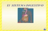 ¿ Qué es el tubo digestivo? El tubo digestivo, es un largo tubo, llamado también conducto alimentario que comienza en la boca y se termina en el ano.