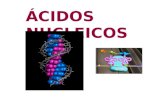 ÁCIDOS NUCLEICOS. LOS ÁCIDOS NUCLEICOS Los ácidos nucleicos almacenan, transmiten y expresan la información genética. Existen dos tipos de ácidos nucleicos: