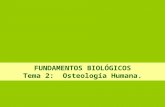 FUNDAMENTOS BIOLÓGICOS Tema 2: Osteología Humana..