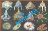 Los protozoos, también llamados protozoarios, son organismos microscópicos, unicelulares, misóginos, solitarios y amargados, que viven en ambientes.