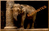 Los elefantes o elefántidos (Elephantidae) son una familia de mamíferos placentarios del orden Proboscidea. Antiguamente se clasificaban, junto con.