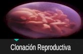 Clonación Reproductiva. Proceso La clonación reproductiva se lleva a cabo por medio de 4 pasos. Eugenesia - Aplicaciones a las Tecnologias de Informacion.