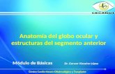 Anatomía del globo ocular y estructuras del segmento anterior Módulo de Básicas Dr. Gerson Vizcaíno López Centro Cardio-Neuro-Oftalmológico y Trasplante.
