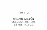 Tema 2 ORGANIZACIÓN CELULAR DE LOS SERES VIVOS. Teoría celular La célula es la unidad estructural de los seres vivos: todos los seres vivos están formados.