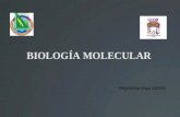 BIOLOGÍA MOLECULAR Alejandrina Vega 192933. Tema 4.2.1 Función de las proteinas que participan en la transcripción.
