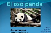 Raúl Giner Escudero Ailuropoda melanoleuca. Descripción. El oso panda pertenece al reino de los animales. Es un mamífero. Generalmente es herbívoro pero.