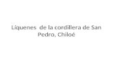 Líquenes de la cordillera de San Pedro, Chiloé. El más frecuente en sitios altos, turbosos, sobre 600 m de altitud.