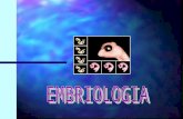 EMBRIOLOGIA Es la parte de la biologia que estudia el origen,la formación, el desarrollo del embrión.Constituye un proceso biológico continuado que se.